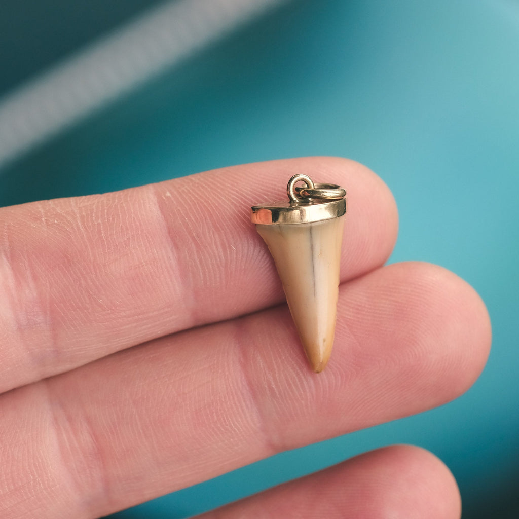 Antique Shark Tooth Pendant - Lost Owl Jewelry