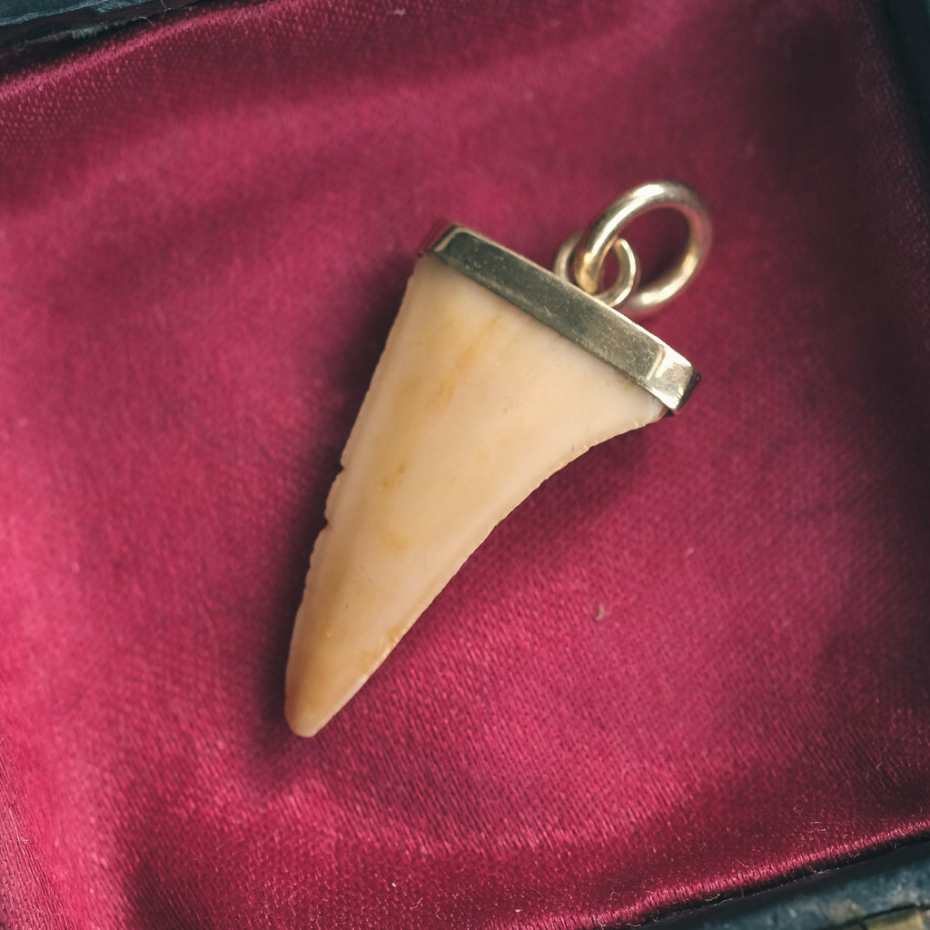 Antique Shark Tooth Pendant - Lost Owl Jewelry