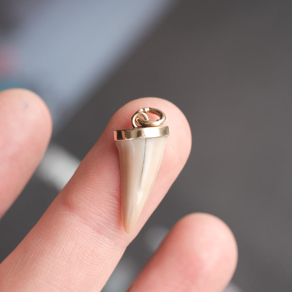 Antique Shark Tooth Pendant - Lost Owl Jewelry